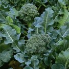 Fresh Seeds Broccoli Rapini - 100 seeds raab Broccolini - Multiple heads - Tassie Organic