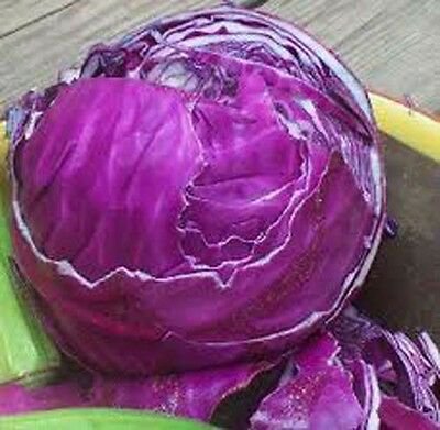 Fresh SEEDS CABBAGE 'Red Acre' - 100 seeds - Heirloom Winter Garden Vegetable