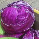 Fresh SEEDS CABBAGE 'Red Acre' - 100 seeds - Heirloom Winter Garden Vegetable