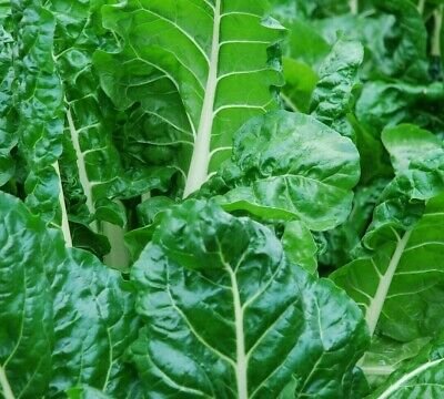 Fresh SEEDS Perpetual Spinach - 30 Seeds