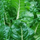 Fresh SEEDS Perpetual Spinach - 30 Seeds
