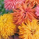 Fresh Seeds Zinnia - Happy talk - 100 seeds