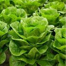 Lettuce (Cos Verdi) - 200 Seeds - Tasmanian Organically Grown > HEIRLOOM