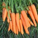Fresh SEEDS Carrot (Fly away F1) - 300 Seeds - Garden Vegetables Hybrid Carrots