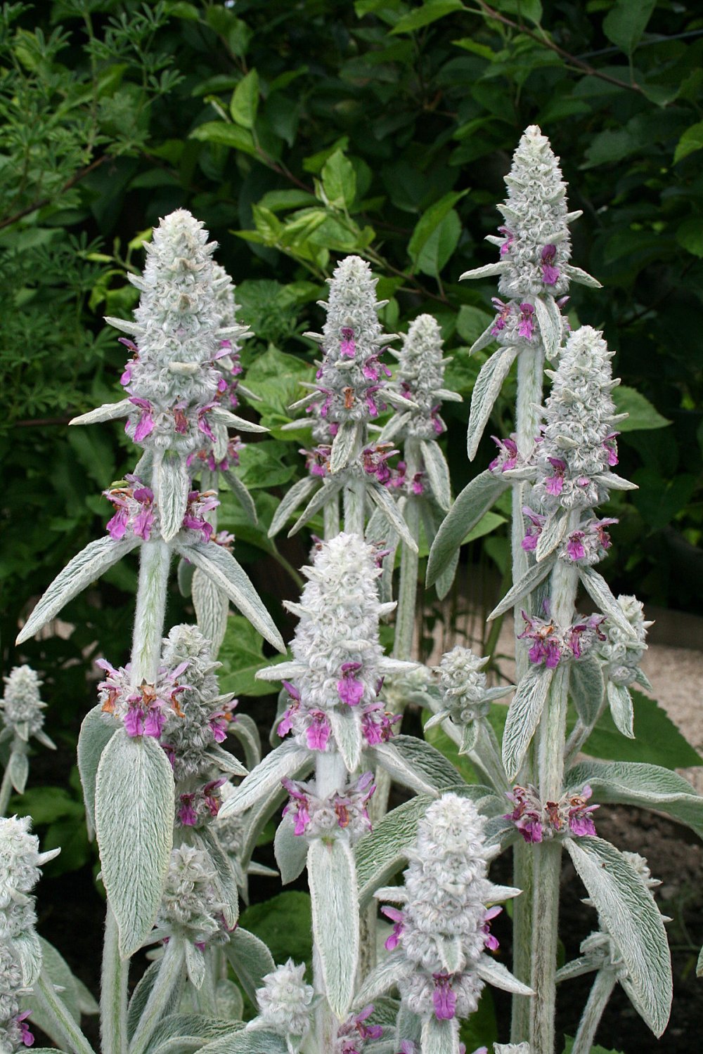 Fresh SEEDS Lambs Ear (Stachys Byzantina) - 150 Seeds >Fluffy Leaf > Rockery > Ground Cover