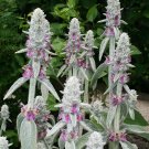 Fresh SEEDS Lambs Ear (Stachys Byzantina) - 150 Seeds >Fluffy Leaf > Rockery > Ground Cover