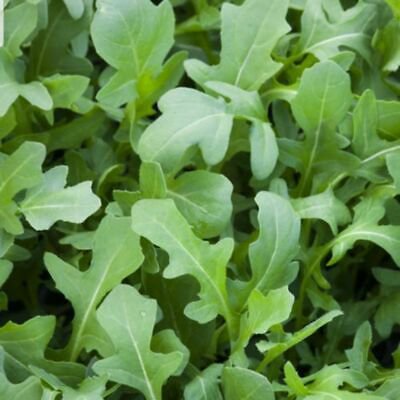 Rocket (Eruca Dentellata) - 300 Seeds - Fresh Seeds