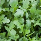 Rocket (Eruca Dentellata) - 300 Seeds - Fresh Seeds