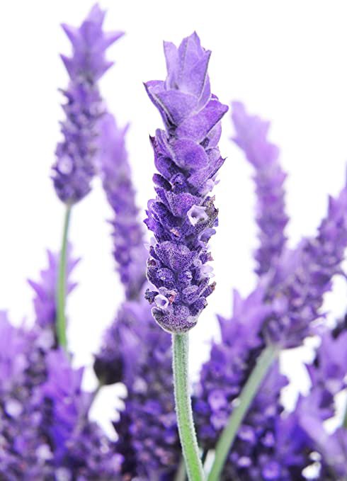 Fresh SEEDS LAVENDER 'True English' - 100 seeds - Lavandula Angustifolia Medicinal Garden