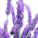 Fresh SEEDS LAVENDER 'True English' - 100 seeds - Lavandula Angustifolia Medicinal Garden