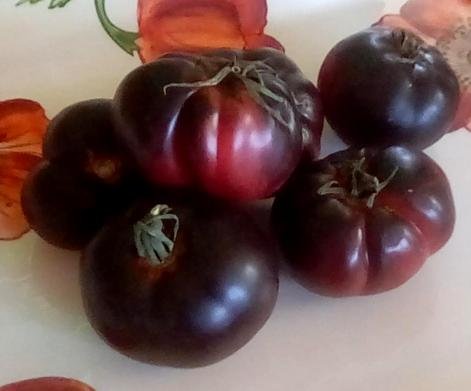 Tomato (Black Russian) - 25 Seeds Fresh SEEDS