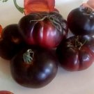 Tomato (Black Russian) - 25 Seeds Fresh SEEDS