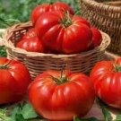 Fresh Seeds Tomato - Beefsteak (Rouge de Marmande) - 25 Seeds