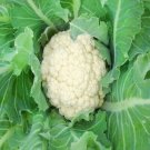 Cauliflower(snowball) - 50 Seeds Fresh SEEDS