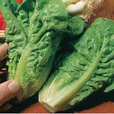 Lettuce (Mini Cos - Little Gem) - 200 seeds Fresh Seeds