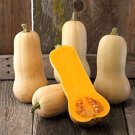 PUMPKIN (Waltham BUTTERNUT) - 15 Seeds > Summer Squash >Heirloom Vegetables