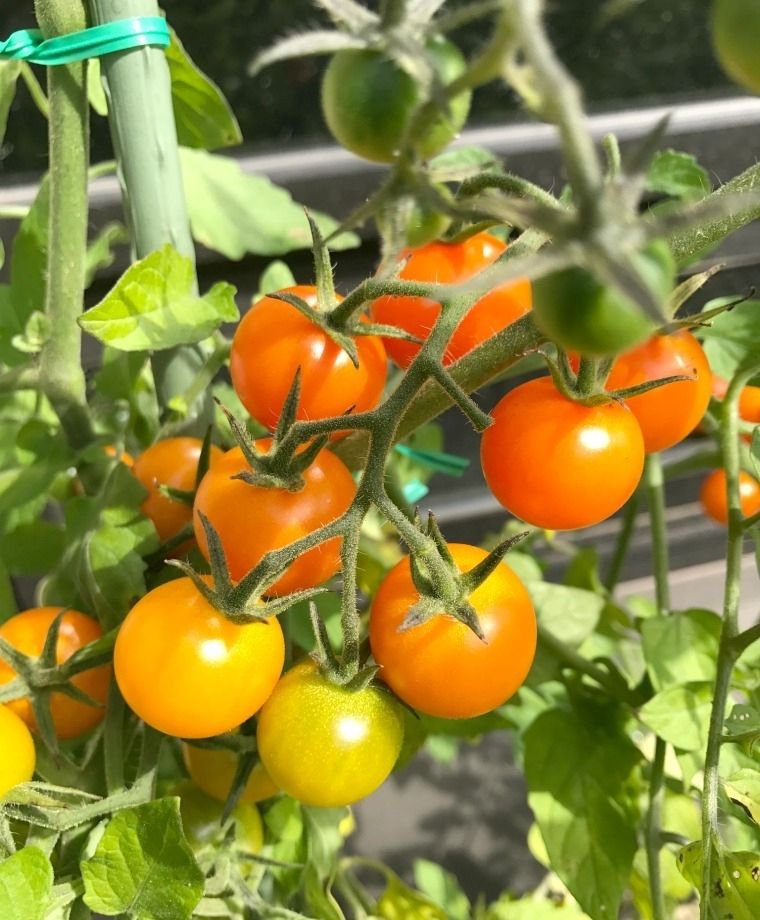 Small Sweet Orange Cherry Tomato - 15 Seeds >Organic > Heirloom >Artisan > Rare