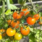 Small Sweet Orange Cherry Tomato - 15 Seeds >Organic > Heirloom >Artisan > Rare