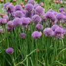 CHIVES - 150+ Seeds  >Organic >Herb Garden > Heirloom >Bees!!