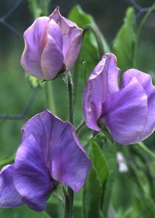 Sweet Pea (Lavender Elegance) - 10 Seeds - > Winter Growing Flowers > Cut Flower Fresh SEEDS