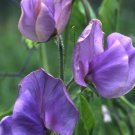Sweet Pea (Lavender Elegance) - 10 Seeds - > Winter Growing Flowers > Cut Flower Fresh SEEDS