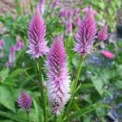 Fresh Seeds Celosia Spicata Parfait Lt Pink - 10 seeds - ELEGANT GARDEN ANNUAL
