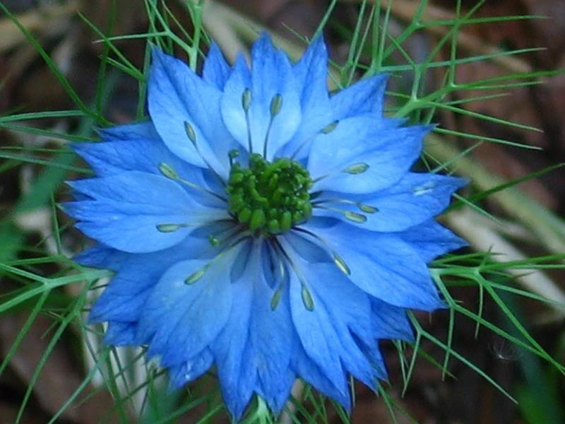 Fresh SEEDS Nigella damascena (Miss Jekyll Blue) - 100 Seeds - BLUE flowers Love-In-A-Mist