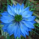 Fresh SEEDS Nigella damascena (Miss Jekyll Blue) - 100 Seeds - BLUE flowers Love-In-A-Mist