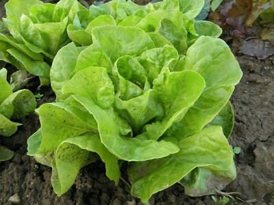 Buttercrunch (red) Lettuce - 100 Seeds - Fresh SEEDS