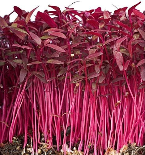 Amaranth (mircrogreens) - 1000 Seeds - Fresh SEEDS