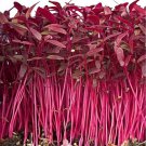 Amaranth (mircrogreens) - 1000 Seeds - Fresh SEEDS