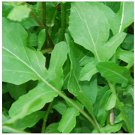ROCKET SEEDS SALAD MIX - Approx 300 Seeds -Fresh SEEDS