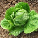 Organic ICEBERG lettuce seeds - 200 Seeds - Fresh SEEDS