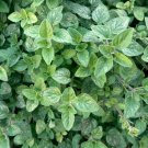 Oregano (Italian)- 150 Seeds > Organic >Heirloom > Herb Garden >Origanum vulgare