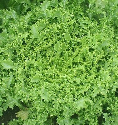 Endive Lettuce (olesh) - 100 Seeds - Fresh SEEDS