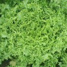 Endive Lettuce (olesh) - 100 Seeds - Fresh SEEDS