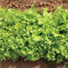 Lettuce (Lolla Rosso) - 200 Seeds > Coral >Frilly Red Lettuce > Lolla Rossa