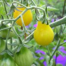 Beams Yellow Pear Tomato - 25 Seeds >Organic > Heirloom > Cherry > Great Taste!