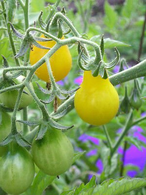 Beams Yellow Pear Tomato - 25 Seeds >Organic > Heirloom > Cherry > Great Taste!