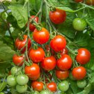Mamma Mia delight' Tomato - 20 Seeds >Organic > Heirloom > Determinate >Passata!