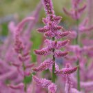 STATICE Suworowii - 200 seeds > Pink Flower > Annual > Cut Dried Flowers
