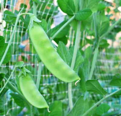 Sugar Snap Pea (Dwarf Sugar Bon) - 30 seeds - most productive!!!