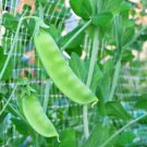 Sugar Snap Pea (Dwarf Sugar Bon) - 30 seeds - most productive!!!
