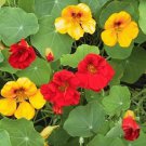 Nasturtium (Jewel Mix) - 25 Seeds - > Edible cottage garden flower