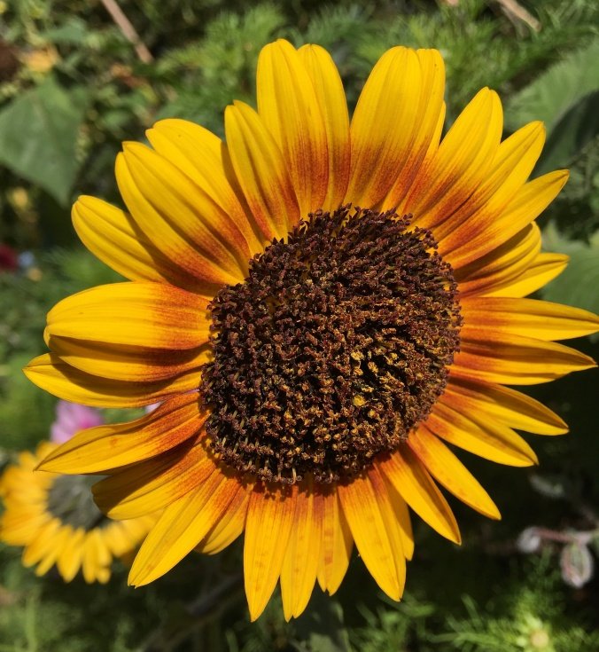 Sunflower (Royal Velvet) - 10 Seeds > Red > Exotic >Rare >1.5m Tall > Unique