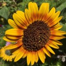 Sunflower (Royal Velvet) - 10 Seeds > Red > Exotic >Rare >1.5m Tall > Unique