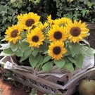 Meridian Gold Sunflowers - 10 Seeds >160cm high >Pollen-ess >Florist Premium Cut
