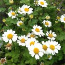 Feverfew - 150 seeds Organically Tasmanian Grown > Medicinal > Herb garden