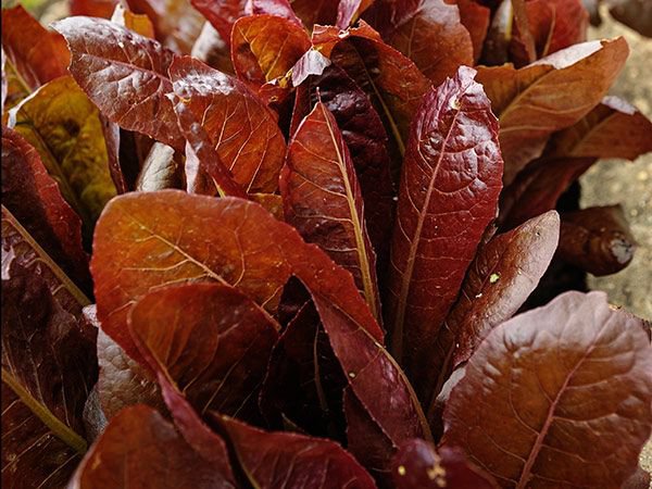 Red Cos Lettuce (Rouge d'hiver) - 100 seeds - Fresh SEEDS