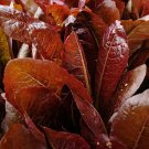 Red Cos Lettuce (Rouge d'hiver) - 100 seeds - Fresh SEEDS